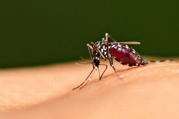 Những cách đuổi muỗi hiệu quả tránh dịch sốt xuất huyết đang bùng phát