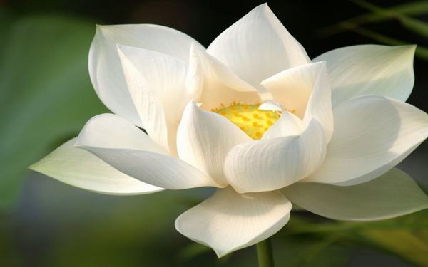 Phật dạy: Tất cả HẠNH PHÚC hay KHỔ ĐAU do chính bản thân mình tự định đoạt cuộc đời