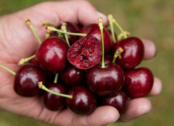 Việt Nam cho phép quả cherry Úc thâm nhập thị trường