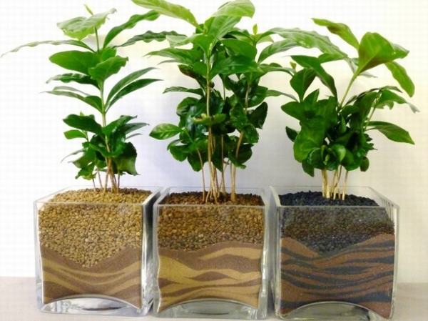 8 loại cây hút ẩm, diệt nấm mốc nhất định phải trồng trong nhà mùa này