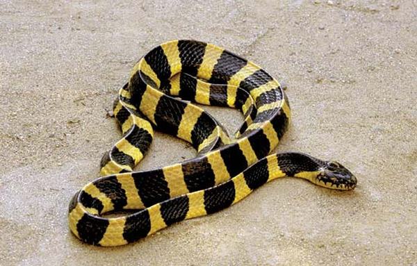Cách phân biệt rắn độc và rắn không độc?