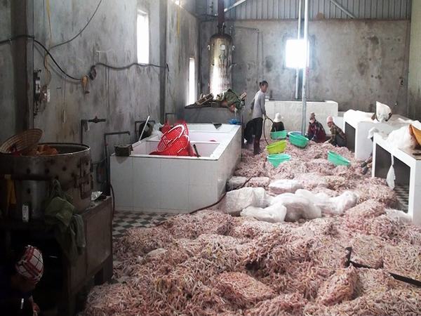 Gần 12 tấn chân gà không rõ nguồn gốc ở Móng cái bị tiêu hủy