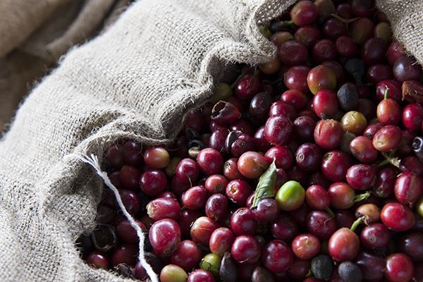Giá nông sản hôm nay 12.9: Giá cà phê giảm không ngừng, tiêu im ắng