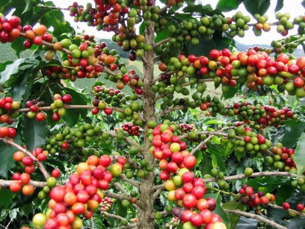Giá nông sản hôm nay 15.9: Cà phê lại giảm 200 đ/kg, hồ tiêu có cùng số phận?