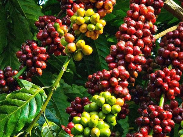 Giá nông sản hôm nay 25.9: Một tuần giá cà phê chao đảo, giá tiêu ì ạch tăng