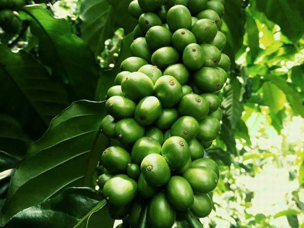 Giá nông sản hôm nay 29.9: 1 tháng giá cà phê tụt 3,5 triệu/tấn, giá tiêu khó tăng