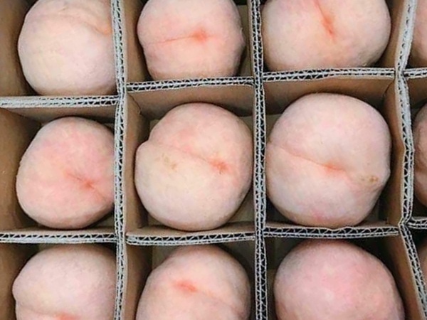 Lạ lùng đào Bắc Kinh giòn ngọt giá gần 100.000 đồng/kg mua ăn thử đã 'bồ kết' ngay