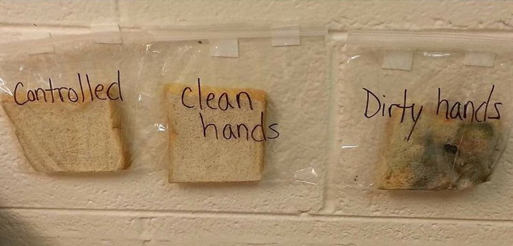 Lý do sẽ khiến bạn cả đời không dám quên rửa tay trước khi ăn