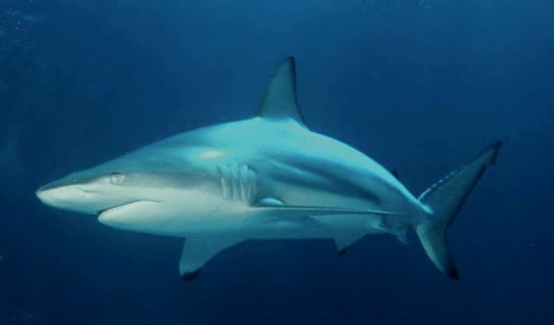 Xác minh thông tin cá mập xuất hiện ở Vịnh Hạ Long