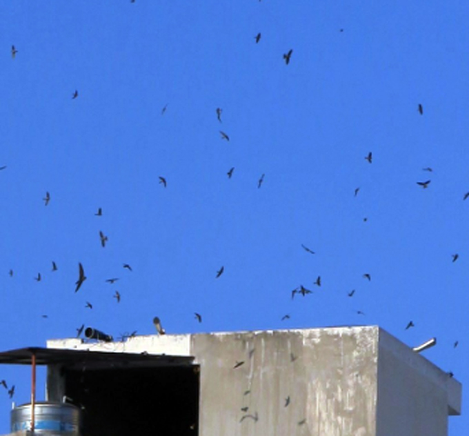 Bạc Liêu: Đua nhau xây nhà lầu để nuôi chim yến giữa thành phố