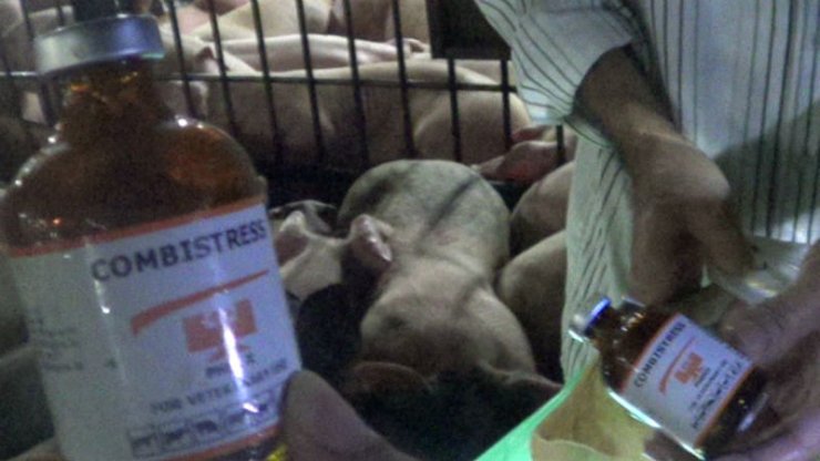 Cảnh báo những bệnh nguy hiểm khi ăn thịt lợn bị tiêm thuốc an thần
