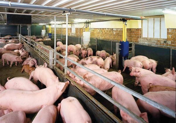 Cập nhật giá lợn hơi mới nhất ngày 23/10: Tăng cao nhất ở miền Bắc
