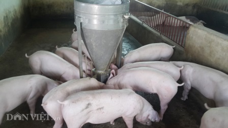 Giá lợn (heo) hôm nay 16.10: Bộ NNPTNT dự báo giá lợn sẽ phục hồi nhẹ vào cuối năm do nhu cầu tăng