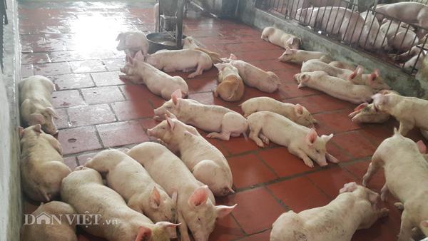 Giá lợn (heo) hôm nay 20.10: Thực hư tin đồn giá lợn hơi tăng lên 34.000 đồng/kg