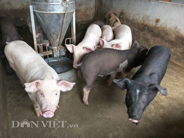 Giá lợn (heo) hôm nay 9.10: Vì sao Trung Quốc tăng mua giá vẫn giảm sâu chỉ còn 24.000 đ/kg
