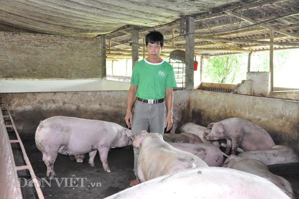 Giá lợn (heo) ngày 10/10: Cục Chăn nuôi nói về 900.000 hộ nuôi lợn bỏ nghề, giá ba miền xuống dưới 27.000 đ/kg