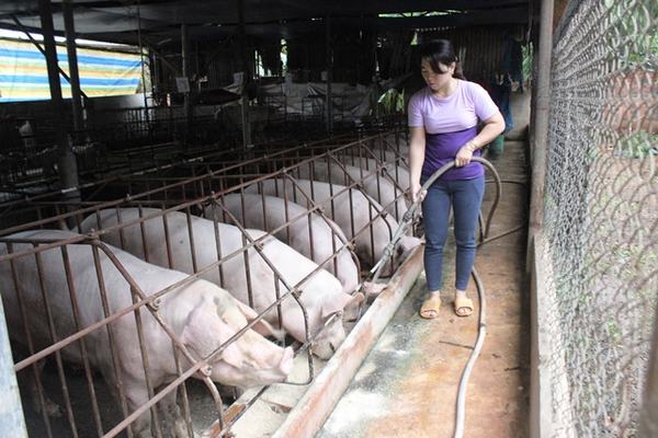 Giá lợn hôm nay 2.10: Lợn cả 3 miền giảm giá trong tuần qua, giá thịt heo sau vụ bơm thuốc vào 5.231 con lợn sẽ diễn biến thế nào?