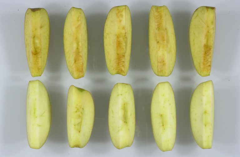Giống táo đầu tiên trên thế giới không chuyển màu sau khi gọt