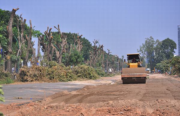 Hàng trăm cây xà cừ trơ trụi trên đường Phạm Văn Đồng