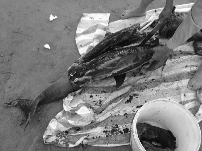 Làm rõ vụ việc cá heo nặng gần 30 kg trôi dạt vào bãi biển Đồ Sơn bị xẻ thịt