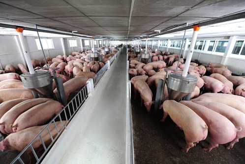 Tắc đường sang Trung Quốc, 4 triệu tấn lợn lo ế nặng