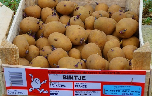3.000 tấn khoai tây Pháp vào VN Ảnh hưởng gì đến khoai trong nước