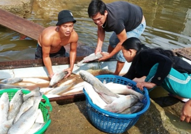 850 lồng nuôi với khoảng 7 tấn cá ở Thuận An bị chết trắng, người dân vỡ nợ