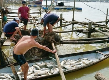 850 lồng nuôi với khoảng 7 tấn cá ở Thuận An bị chết trắng, người dân vỡ nợ