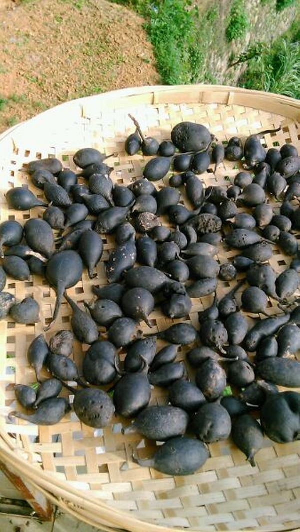 Đào ổ kiến để tìm giống nấm quý hiếm, giá 68 triệu/kg