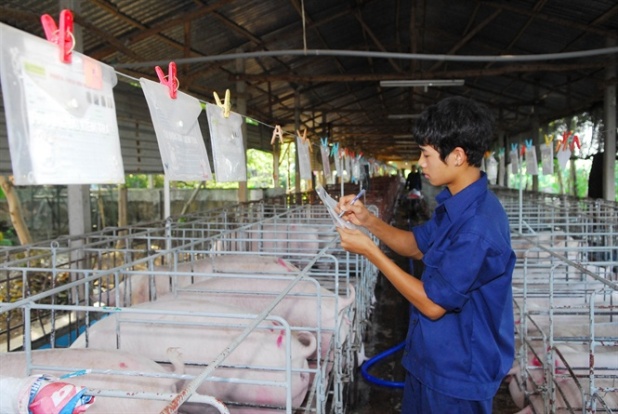 Giá heo lợn hôm nay 16.11 Giá phổ biến 28.000 đồngkg, vài nơi tăng nhẹ