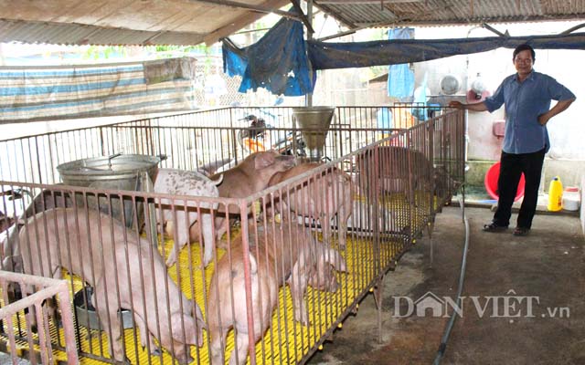 Giá heo lợn hôm nay 30.11: Lãi 1.000 đkg, công ty FDI không ngừng tăng đàn còn hộ nuôi lỗ nặng 10.000 đkg