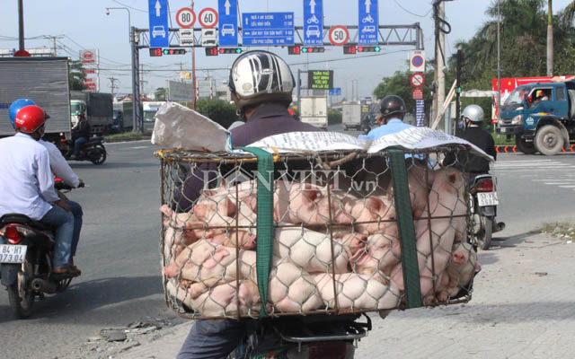 Giá heo lợn hôm nay 30.11: Lãi 1.000 đkg, công ty FDI không ngừng tăng đàn còn hộ nuôi lỗ nặng 10.000 đkg