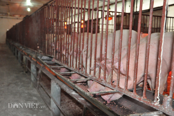 Giá lợn heo hôm nay 6.11 Lợn rừng giảm giá 20.000 đkg, các trang trại tiêu thụ lợn xuôi hơn