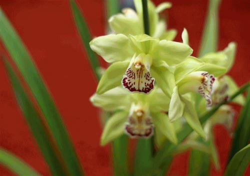 Giật mình với 8 loài hoa đắt nhất thế giới, giá hàng tỷ đồng