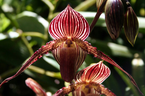Giật mình với 8 loài hoa đắt nhất thế giới, giá hàng tỷ đồng
