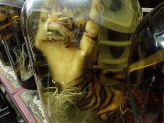 Hổ bị ngâm nguyên con trong bể rượu: Được đại gia tin là 'thần dược'