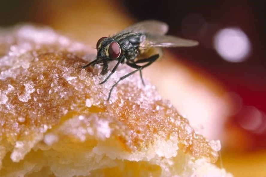 Khi ruồi đã nhúng chân vào thức ăn, hậu hoá sẽ rất khó lường