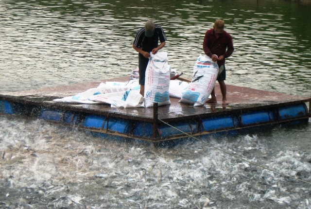 Kỷ lục: Giá cá tra lên tới 30.000 đồngkg, nông dân lãi khá