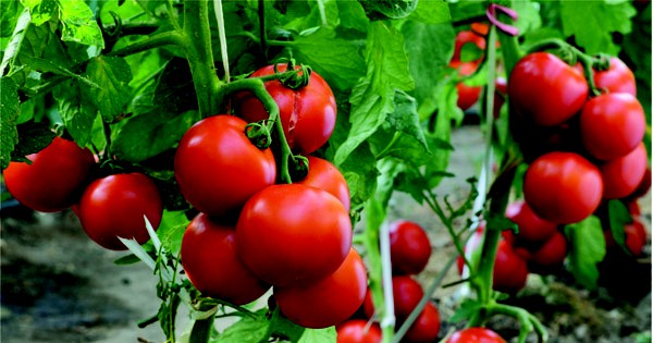 Lạ đời cách trồng cà chua 