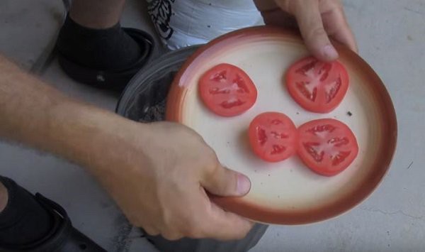 Lạ đời cách trồng cà chua 