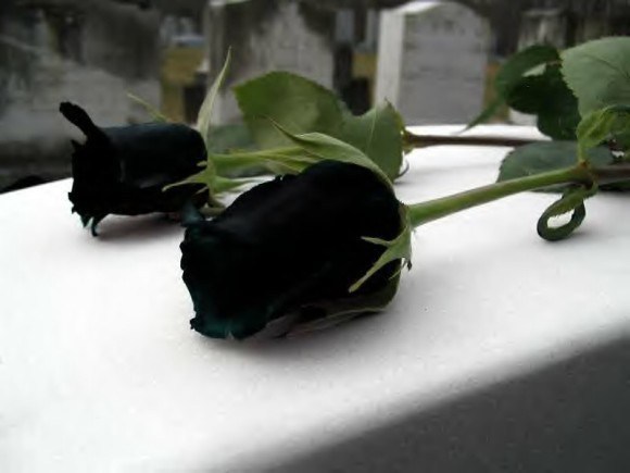 Loài hoa hồng đen kỳ lạ chỉ mọc ở một nơi duy nhất trên thế giới