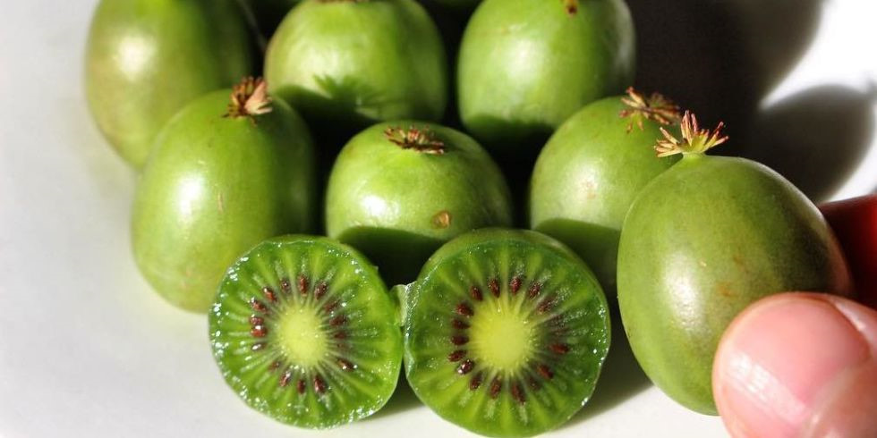 Soi trái kiwi bé như quả nho giá cả triệu đồng/kg, chị em tranh mua