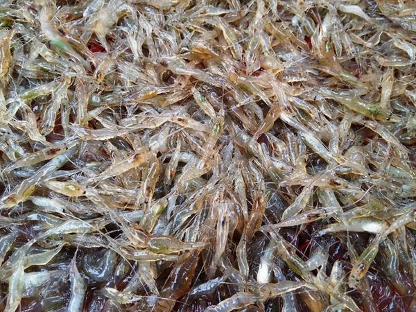 Sự khác biệt dinh dưỡng giữa tôm biển và tôm đồng: Loại nào tốt hơn?