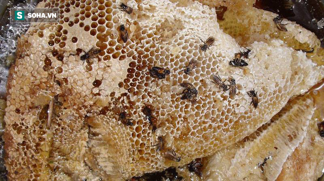 Sự thật về mật ong giả, mật ong thật, mật ong rừng, mật ong nuôi, mật ong đóng đường...