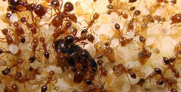 Trong nhà bạn không có con kiến nào mà không cần thuốc diệt chỉ với nửa quả chanh