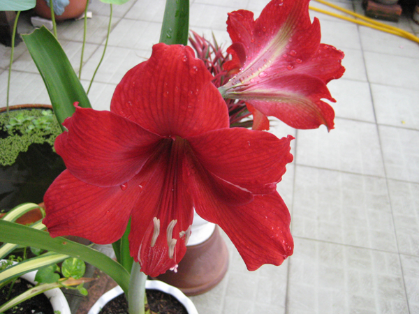  Cây độc: Là loài hoa đẹp chơi Tết, Huệ lili lại chứa chất độc gây nôn mửa và ngứa da