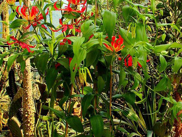 Cây độc: Ngoắt nghẻo - loài hoa đẹp trong 