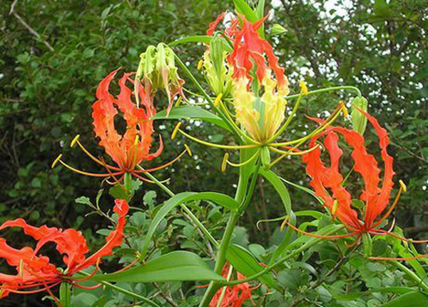 Cây độc: Ngoắt nghẻo - loài hoa đẹp trong 