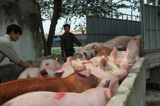 Giá heo lợn hôm nay 9.12: Miền Bắc tăng giá, miền Nam dân bán không nổi 3 triệu/tạ