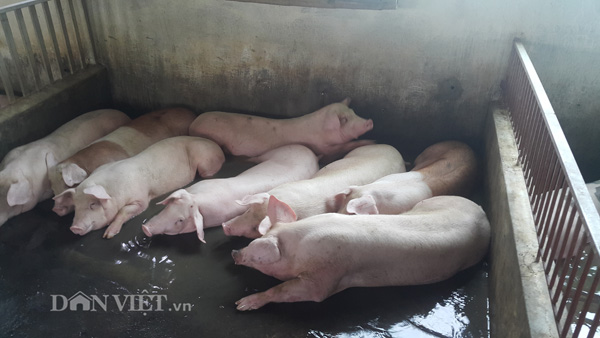 Giá lợn heo hôm nay 11.12: Giá kịch trần 30.000 đ/kg, bằng gần 1 ly trà sữa